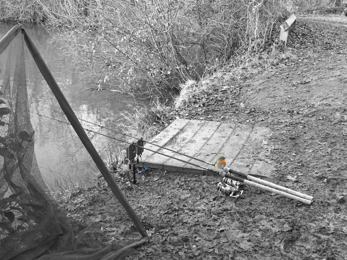 EEStvblogs's tweet photo. A robin watching over the rods! #carp #carpfishing #winter #nashscope #photography #blogger #fishing https://t.co/HYfQn2Pns4