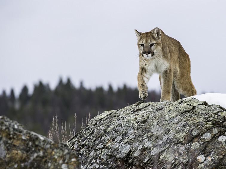 NatGeoAnimals's tweet photo. A stealthy mountain lion named Kali is on the prowl. #AmericaTheWild https://t.co/auhnNSwOqh