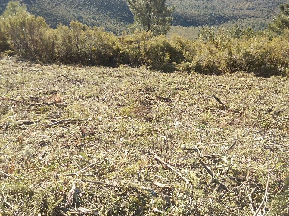 #BLP <a href="/BrifPINO/">#BRIF PINOFRANQUEADO</a> realiza apertura de faja cortafuegos, 40 metros de ancho con motodesbrozadora en la Sierra de Gata #Caceres #PrevenciónIIFF