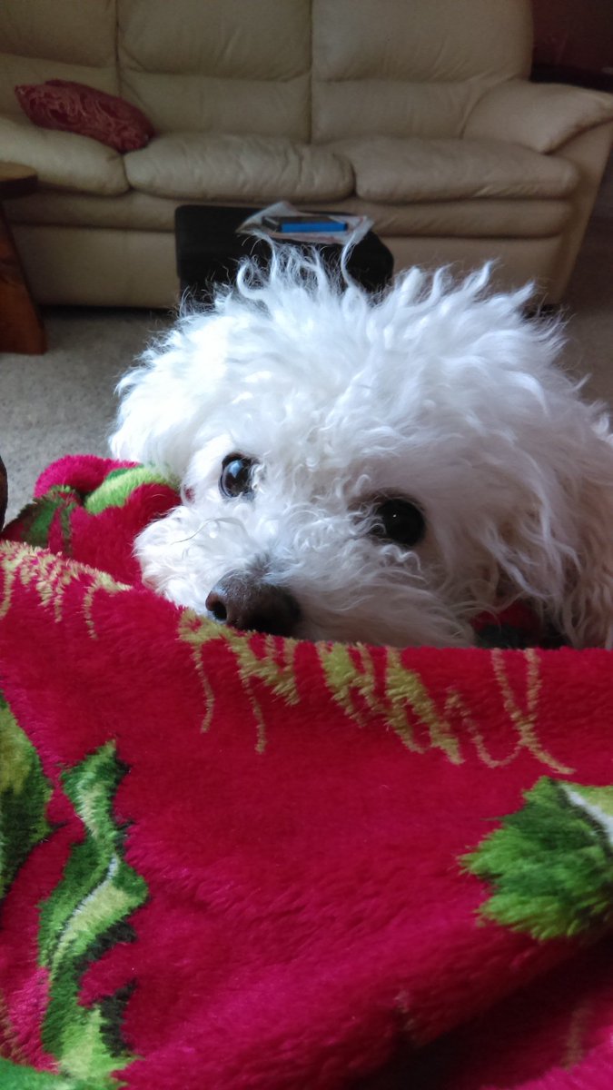 serena_bean13's tweet photo. Just a few of my favorite dogs🐶❤ https://t.co/xFsr1HqzMb