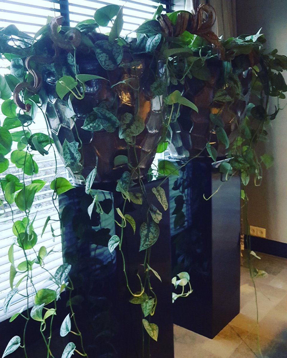 #Bluemonday? Ik ga voor #Greenmonday! En dat op mijn verjaardag #greenbirthday  <a href="/watplantendoen/">Mooiwatplantendoen</a>  mooiwatplantendoen.nl/blue-monday-gr…