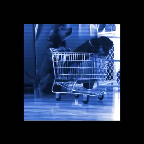 BElla98dope's tweet photo. When you have the last cart, never turn your back on #dogs in a grocery store

https://t.co/MduYevmO30 https://t.co/mTRSc9ioky