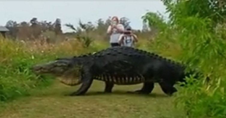 WATCH VIDEO Massive Florida 'dinosaur' gator seen in Lakeland bit.ly/2jrLdj2 https://t.co/IcuUVpyZi7
