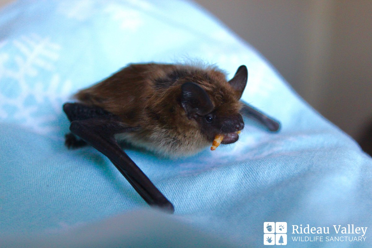 Bats in our care must be hand-fed mealworms until they can learn to eat on their own. Thanks to DINO Reptiles for donating the mealworms!