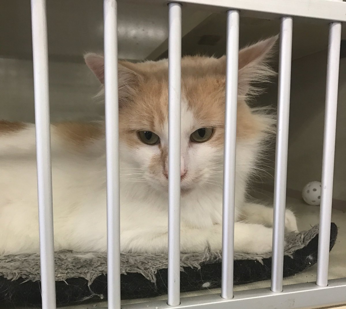 All9LivesMatter's tweet photo. This handsome devil named "Skylar" is ready for adoption @Petco off Shepard in River Oaks! 3yo/male/neutered! #AdoptDontShop #Cats #MLKDAY https://t.co/We5DHv5No6