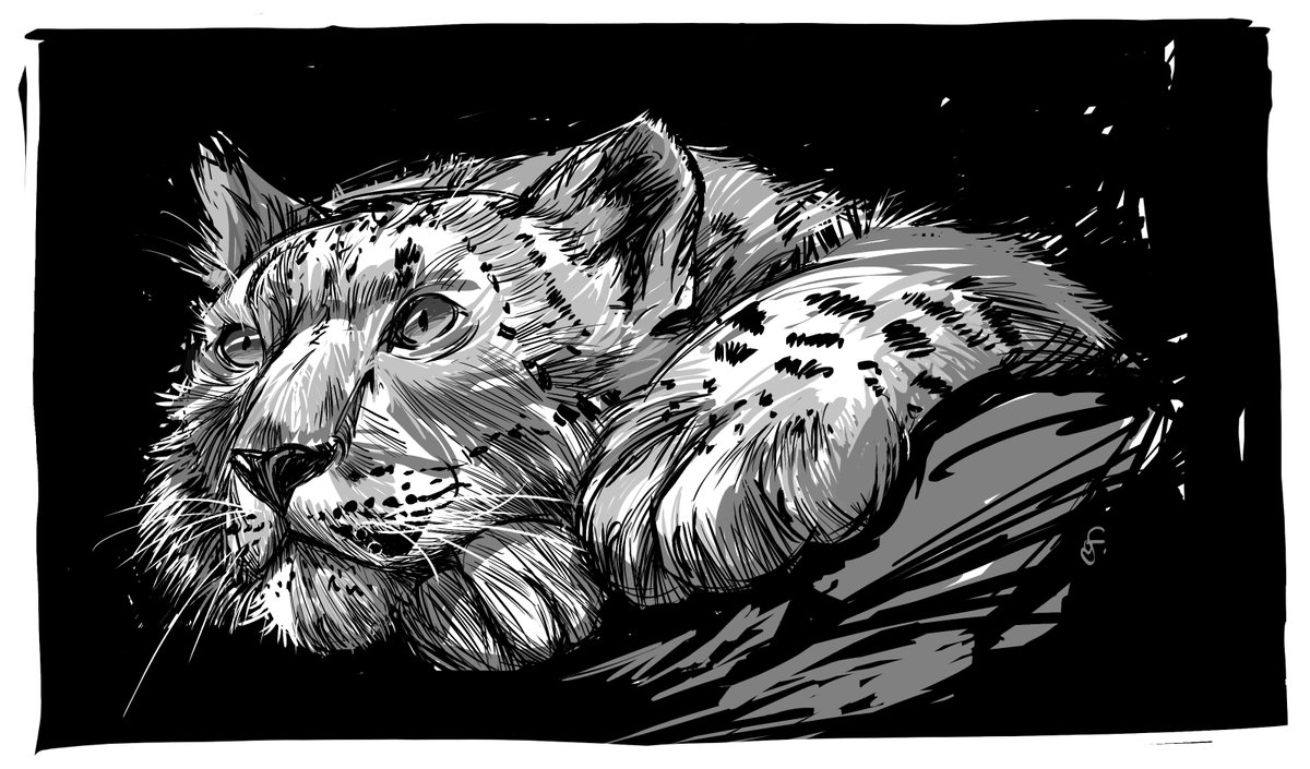 gregor_forster's tweet photo. Just another sketch #kylesbrushes #Sketch_Dailies #snowleopard #animals https://t.co/nc7x8FlstG