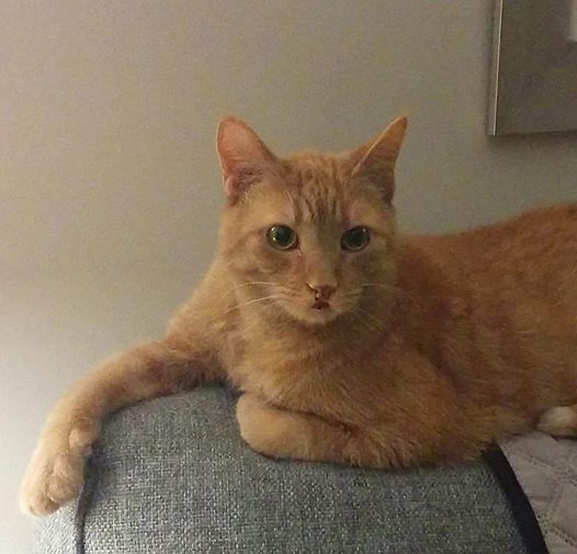 London Animal Care tweet media
