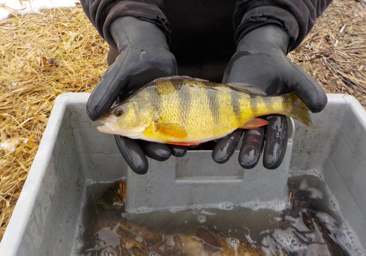 EchoMaski's tweet photo. #Perchaude : le moratoire levé en 2017? https://t.co/26ag217Yge #EM #Mauricie #poisson #LacStPierre #FleuveStLaurent #Eau #Environnement https://t.co/7XGB1fBwAh