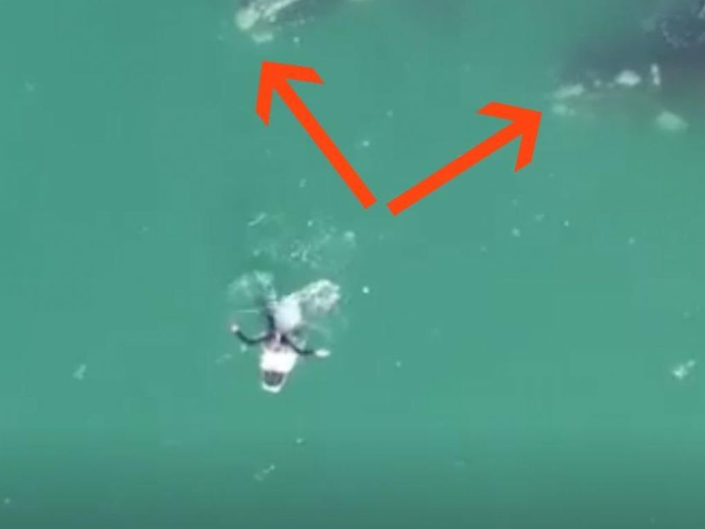 When the surfer looks behind him, he tries to escape but then unforgettable happens

crwd.fr/2jVVHs7