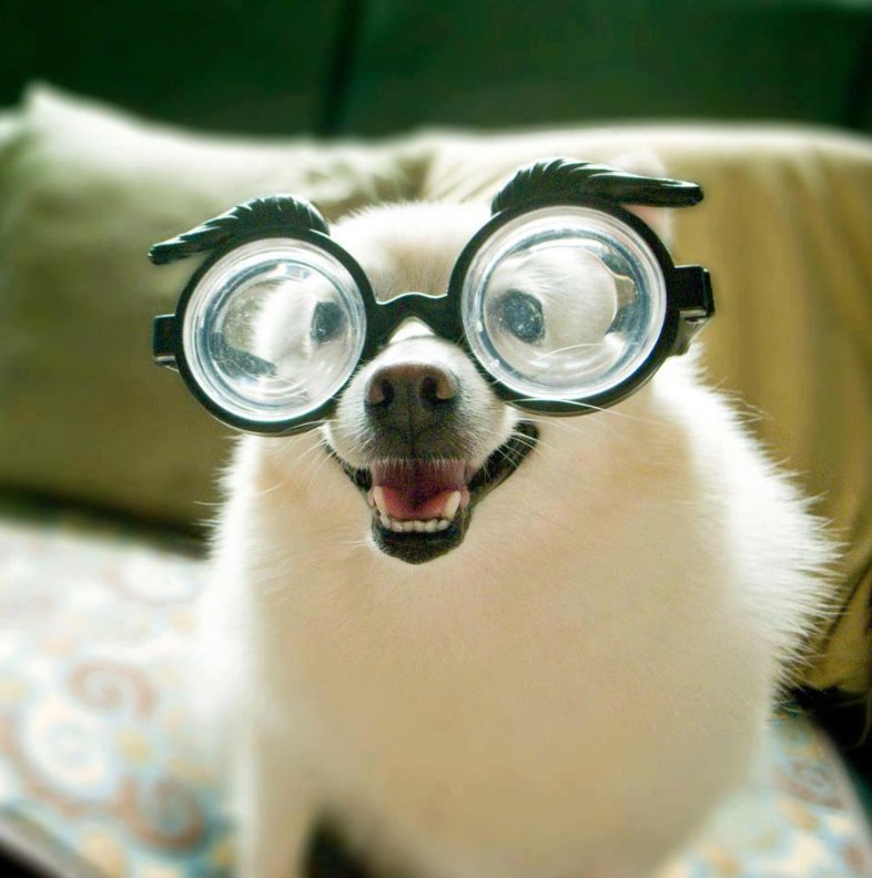 theboutiquedog's tweet photo. Being a total geek today and looking at all the new doggy things on the market! #DogGeek https://t.co/zMi6KeB9B7