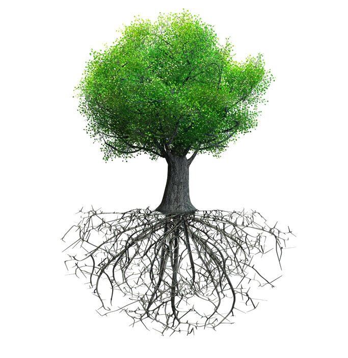 bradenshields6's tweet photo. Crazy that trees can reach their full potential and not humans #digyourroots #bebigger #betaller #bemore https://t.co/ZbBacp1WyL
