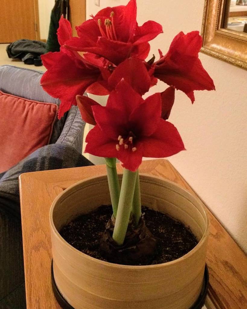 P_S_Creations's tweet photo. A customer sent us a picture of their beautiful Amaryllis! https://t.co/GXMfBozweL https://t.co/5oRLTc7Sw4