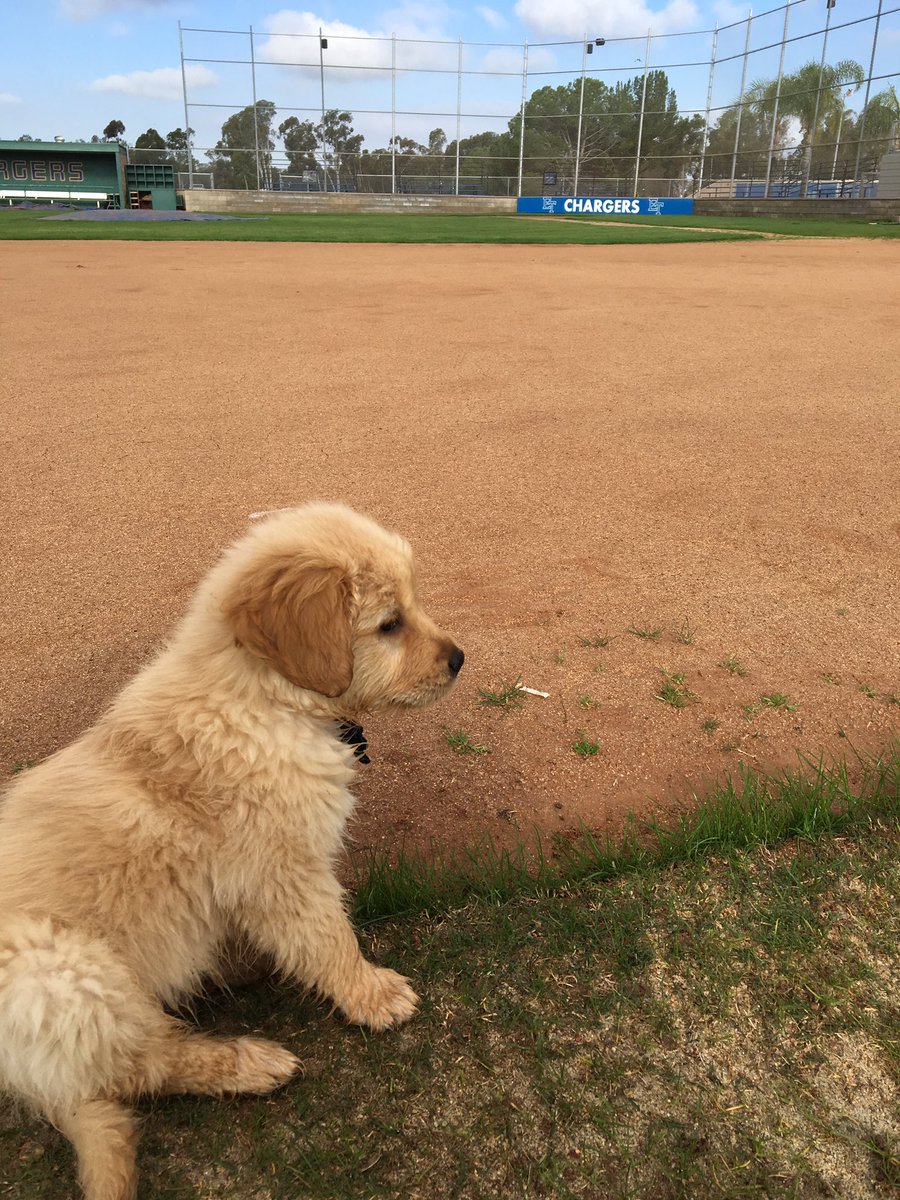 Mitchell Tolman tweet media