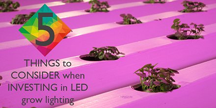 PLlight's tweet photo. Awesome PL Articles of 2016! Dec.7 5 THINGS to CONSIDER when INVESTING in LED grow lighting READ: https://t.co/TGLF5mpBHf #LED #PLknowledge https://t.co/1uhki5ODg7