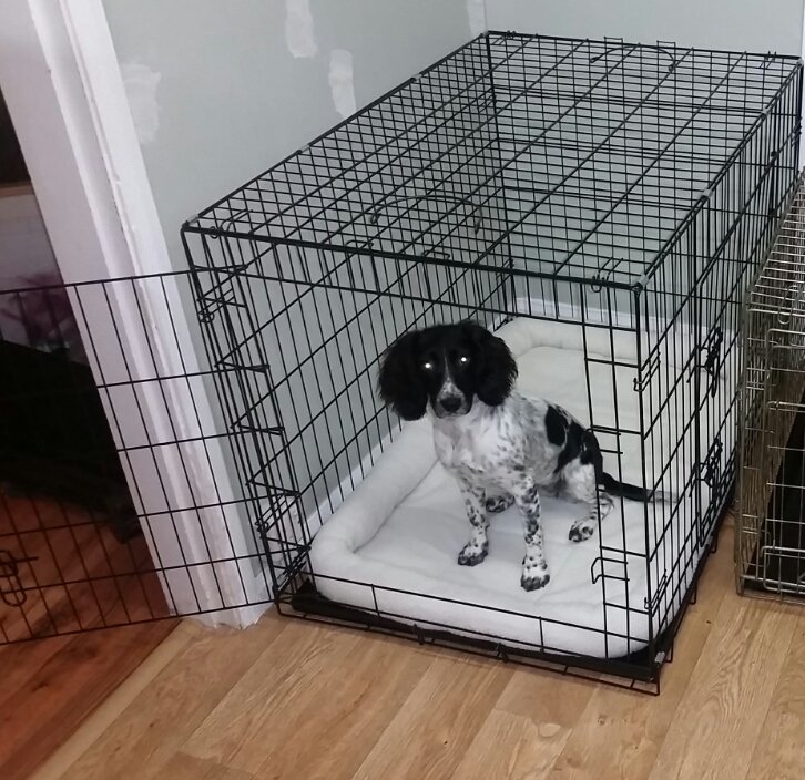 TommyTankAustin's tweet photo. Dog cage for sale, no longer have the internal bed, has the bowl and floor tray, 715mmx1050mmx760mm #dogsoninstagram #sale #dogsnotincluded https://t.co/2F25n1UtiO