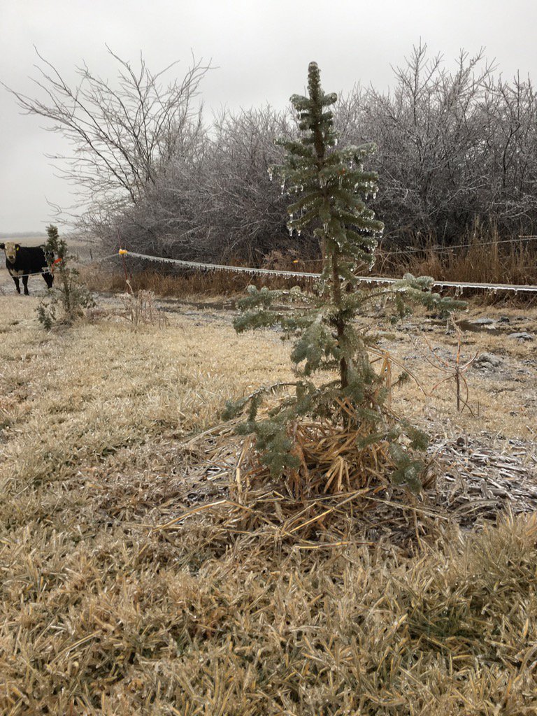 HeathVrbka's tweet image. The ole electric fence is getting droopy in Rising City, NE. #icemageddon #stillhavepower #knockonwood #newx
