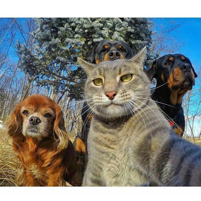 yisucrist's tweet photo. parese k este gato vaya a lanzar el mejor disco d rap del 2017 https://t.co/p3Frmjx1IC