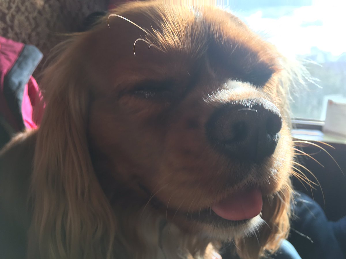 laurenyardleyx's tweet photo. Dog appreciation💙💙💙 benji's a good'n https://t.co/Adf1SSaWUj