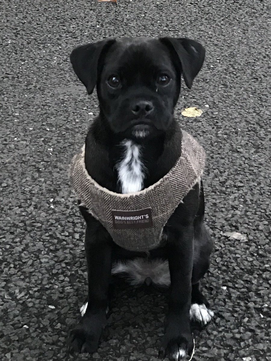 Get Blaire Harthern On Twitter Lost Jug Jack Russell Pug 8 Months For Free Get Wallpaper Blaire Harthern On Twitter Lost Jug Jack Russell Pug 8 Months For iPhone Free