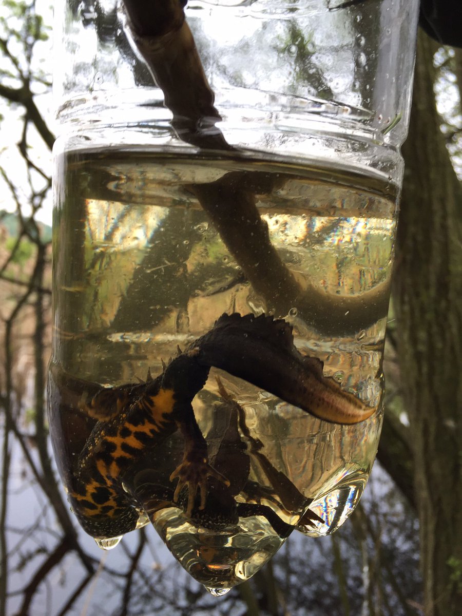 austinmorley402's tweet photo. I now hold a class 1 Great Crested Newt Licence - roll on the survey season, think I'm going to busy #Ecology #EcologicalConsultant https://t.co/wnz56JDp4d