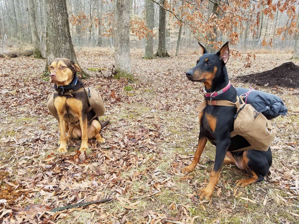 TheCampist's tweet photo. One dog carries their food, the other carries their sleeping bag and supplies.  https://t.co/tGKxx8Zqbe https://t.co/YDcT2v1tpB