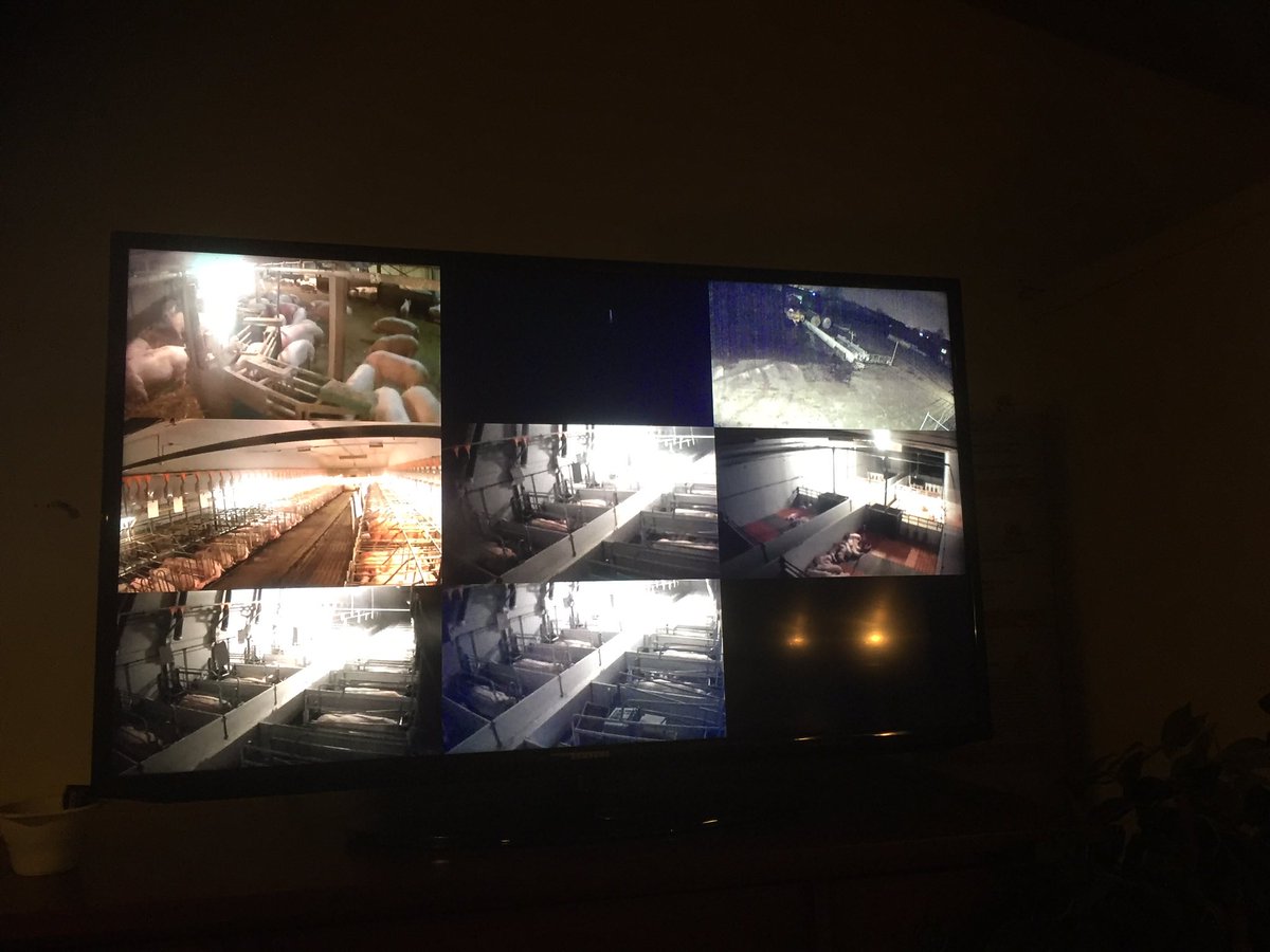 Via webcams kun je toch zien, hoe de varkens in de stallen leven waar je niet kunt kijken in Lunteren #stapindestal