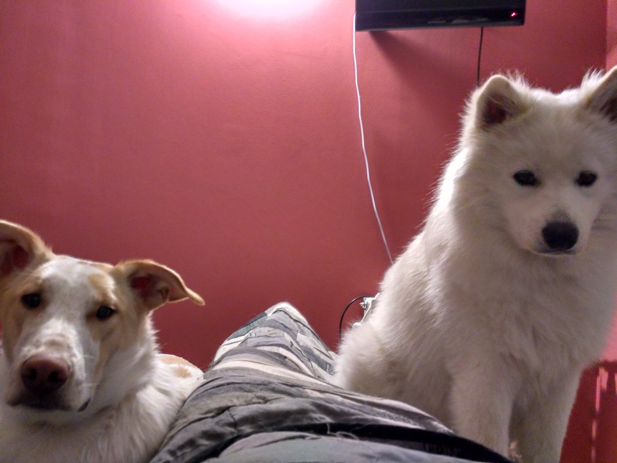 alexccapa's tweet photo. Perros 🐶🐶 https://t.co/iKuTzR5ITe