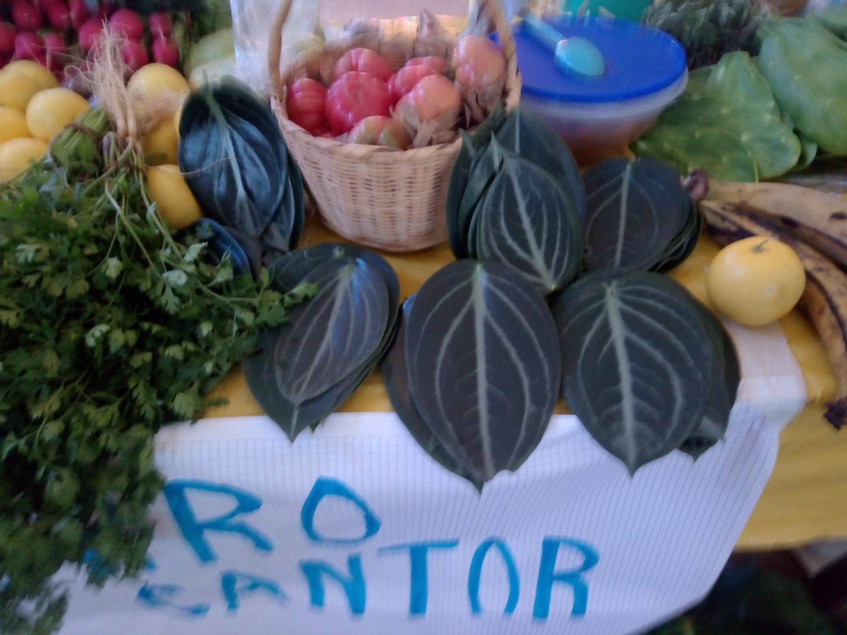 IcafseS's tweet photo. FERIA SAN EN SAN AGUSTÍN @adrsregionloxic https://t.co/C5IzeCgliX