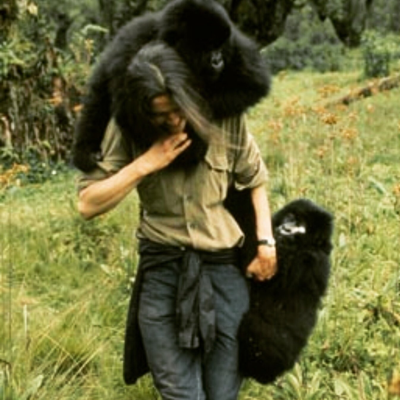 Happy Bday to Dian Fossey. An inspirational woman, who worked tirelessly to research & protect Mountain Gorillas. 