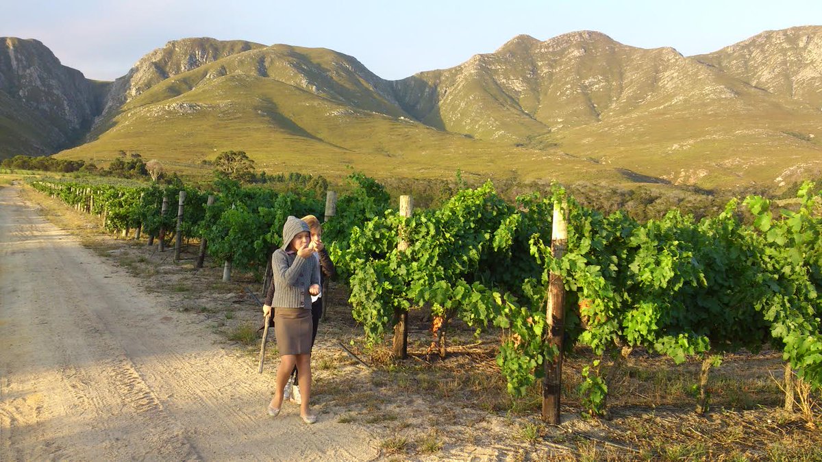 PhillyMurray's tweet photo. Pinotage grape rustlers @StanfordHills on the Tourism Full Moon Walk @WhaleCoastSA @StanfordVllage @KazzaMcKee @overberginfo https://t.co/K8qpDgdgUs