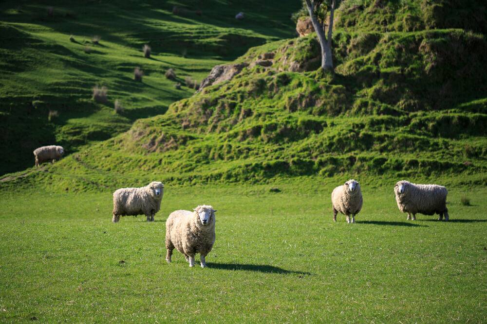 BootsnAll's tweet photo. A Day in the Life: New Zealand - https://t.co/wUMwPlvdzG #newzealand #adventure https://t.co/HxE0ON86FM