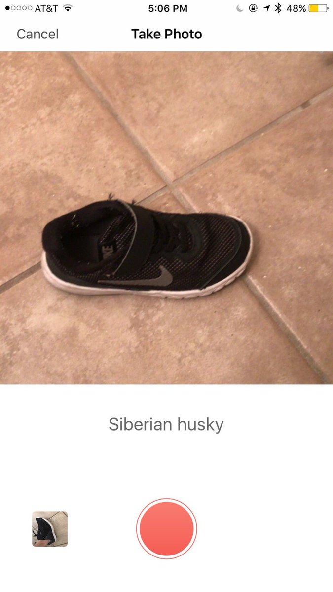 thebotanicapp's tweet photo. .@github While working on the client side image recognition we had a bug where the algorithm would think shoes were Siberian Husky dogs. 😂 https://t.co/ajklrBSWZp
