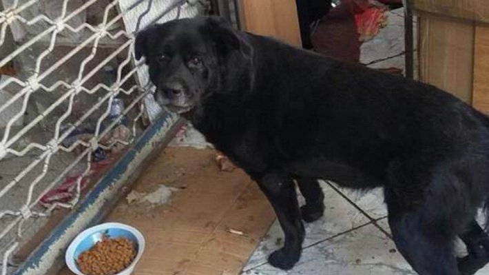 Emol's tweet photo. Caso Cholito: Alcalde de Recoleta presenta querella por maltrato tras agresión a perro en Patronato https://t.co/Mf4zWV4M7A https://t.co/HsfDE9AEHs