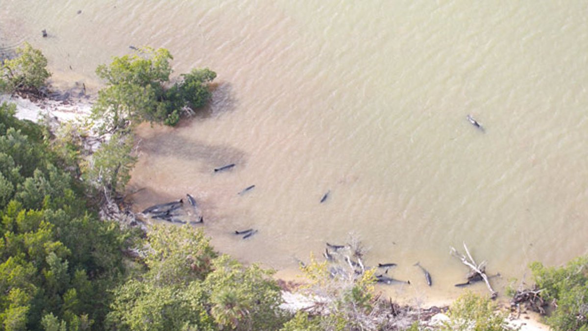 #BREAKING Dozens of whales dead off South Florida coast bit.ly/2jpmHiX https://t.co/WbmpoiXIH3