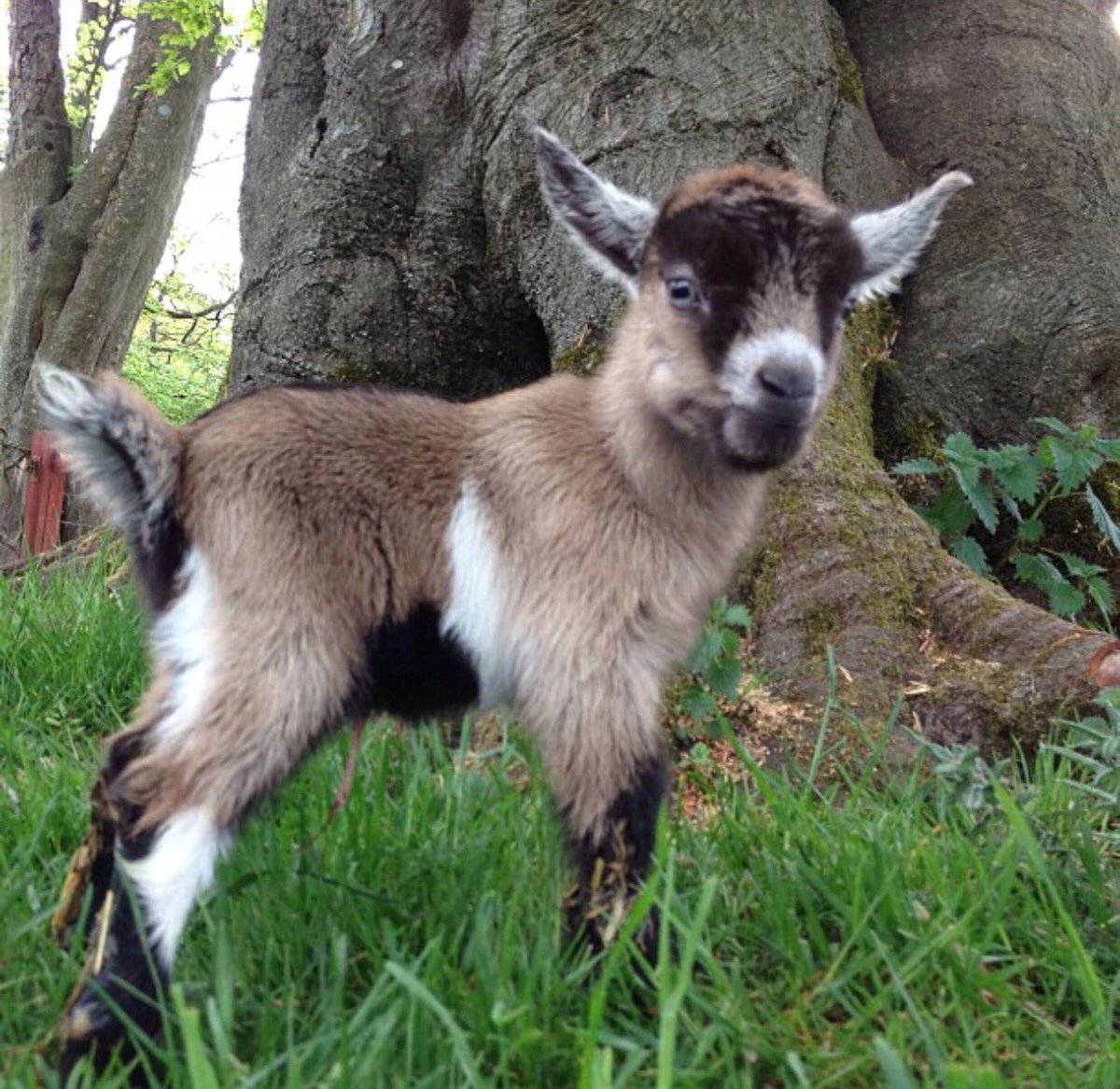 Cholderton Rare Breeds Farm tweet media