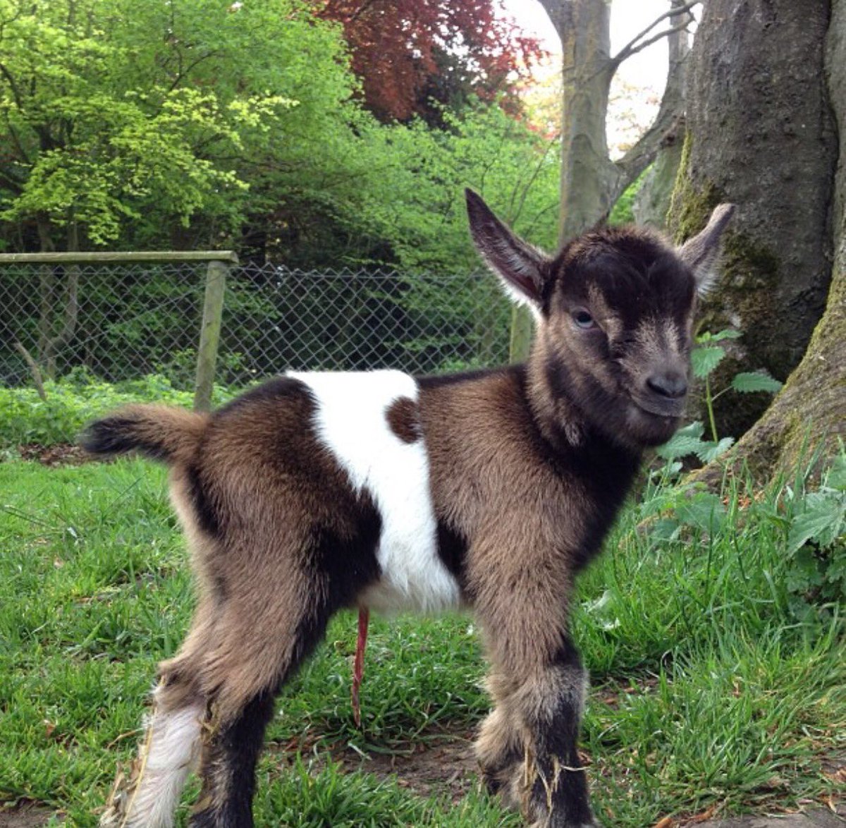 And last one, I promise 😍😍😍 baby guinea pigs and kids!!!! From over the years - bring on 2017 babies #babyfever #bluemonday #notsoblue