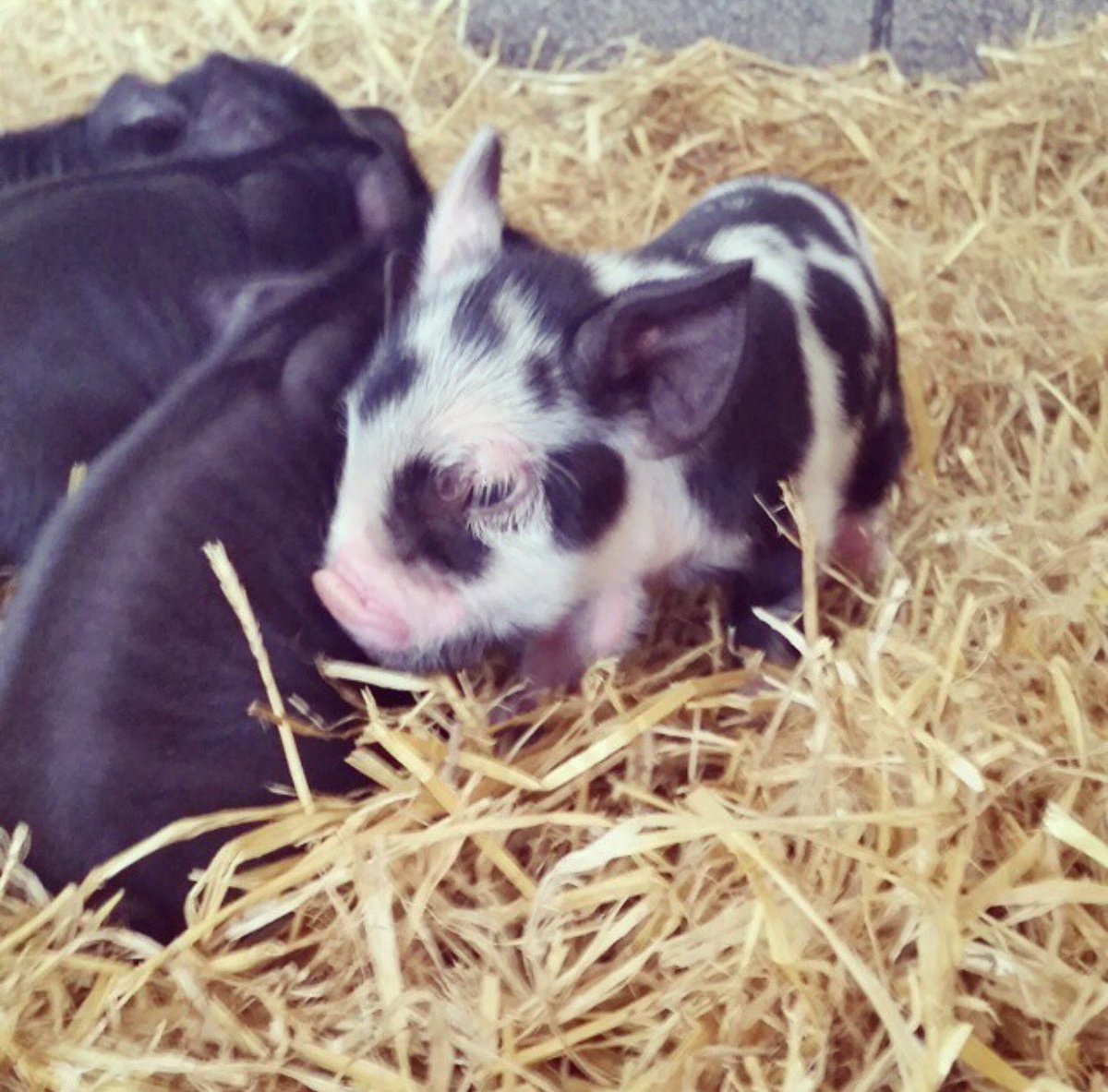 Baby Piggies to make us all 😍#blueMonday #babyanimals #makeussmile #cuteness #piglet #adorable #seriouslycute #salisburylife #farmlife