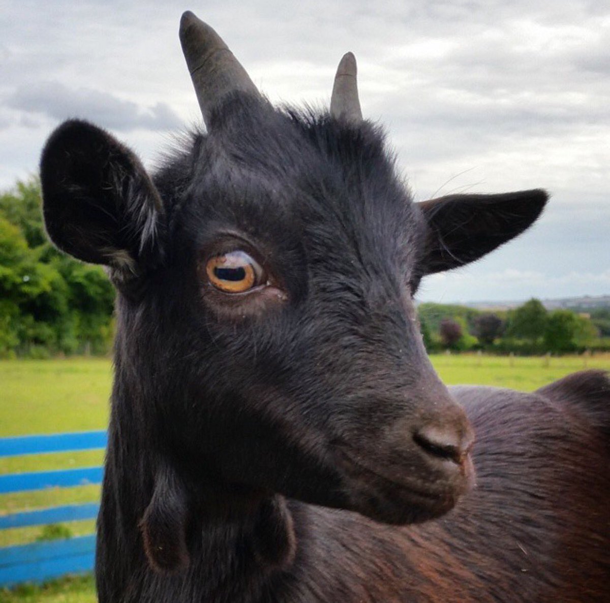 Few more gorgeous little ones we've had over the years, can't wait to meet our 2017 arrivals #farmlife #blueMonday #makeyousmile #adorable