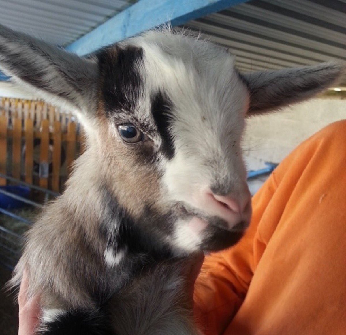 Cholderton Rare Breeds Farm tweet media