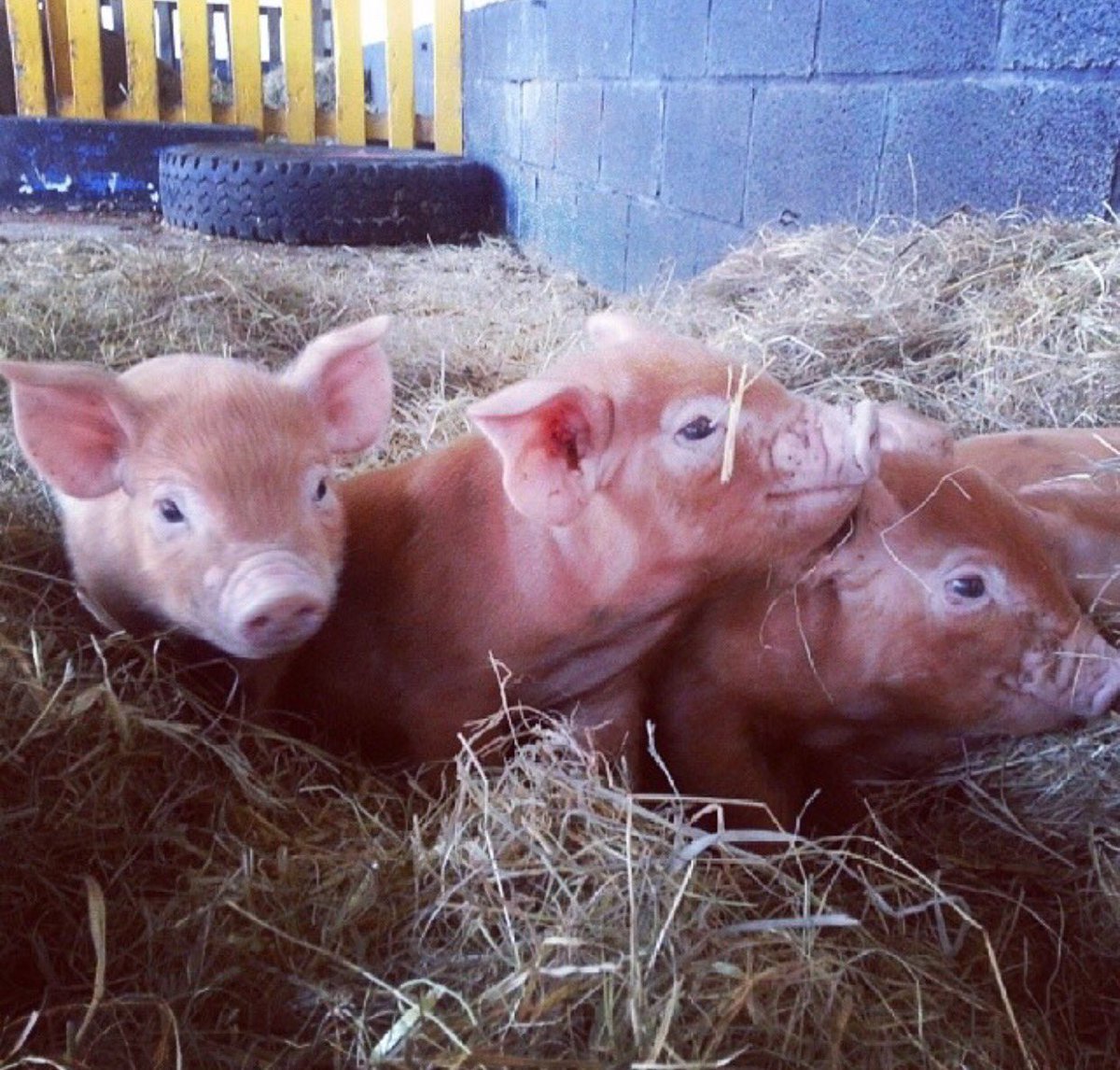 Cholderton Rare Breeds Farm tweet media