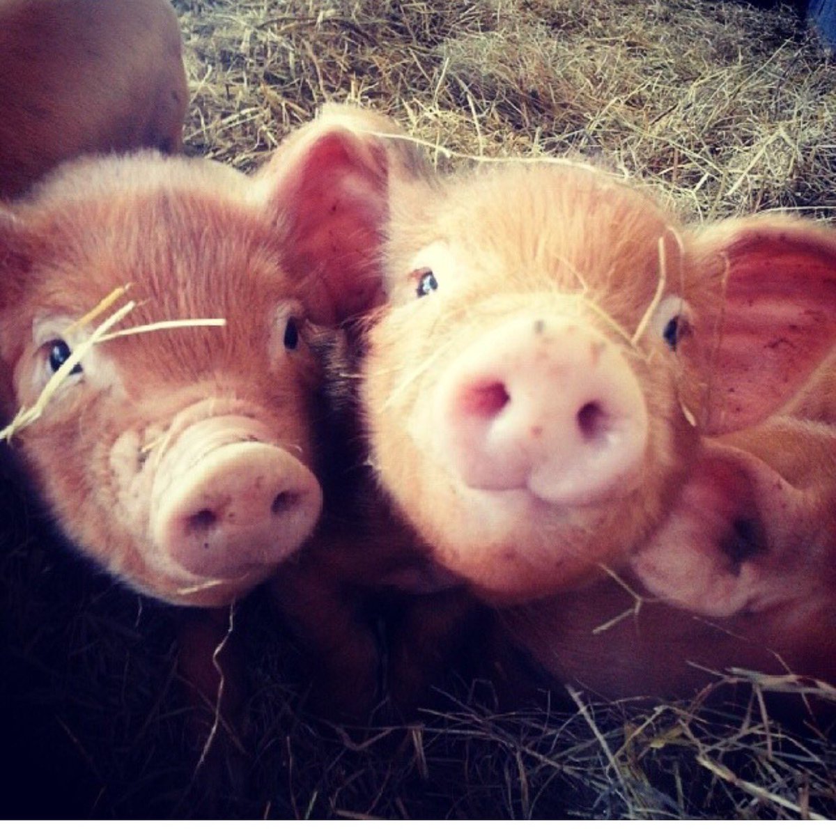 Cholderton Rare Breeds Farm tweet media