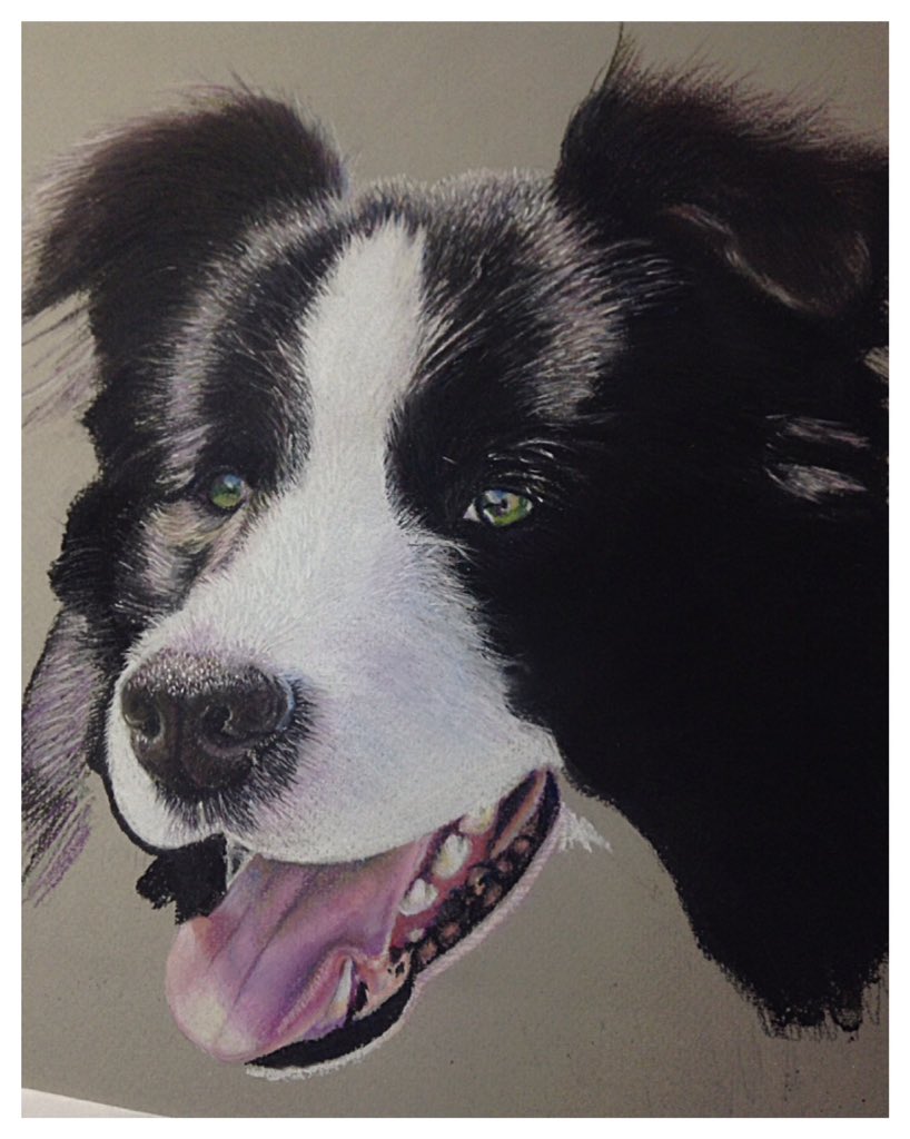 Kat_Cromwell's tweet photo. #bordercollies #collie #sheepdog #agilitydog #petportrait #dog #keepsake #memoryportrait https://t.co/6UX2GzPYUN