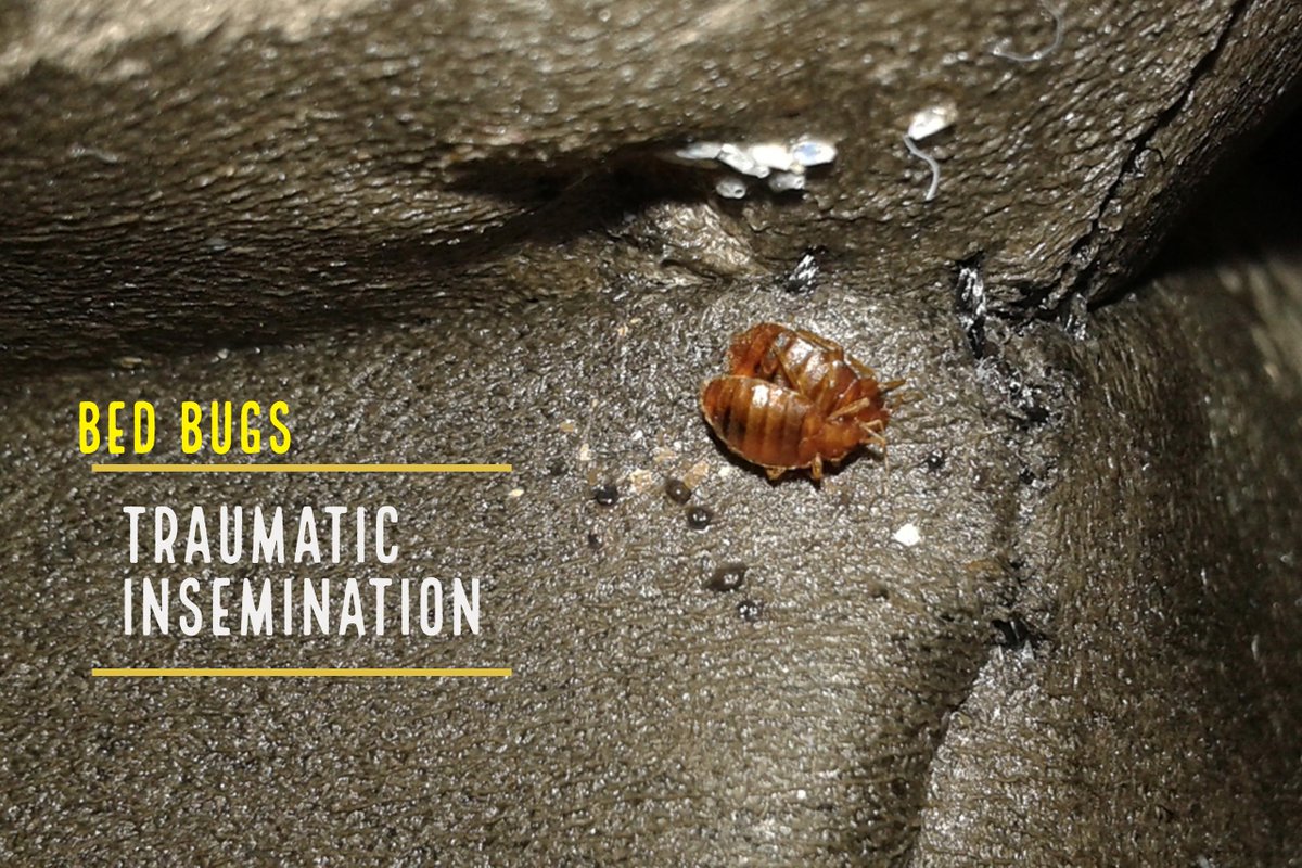 ResourceBedBug's tweet image. Bed Bugs Traumatic Insemination bit.ly/2jspoA0 #BedBugs are Sexual Predators #BedBugPestControl #ResourceBedBug @ResourceBedBug
