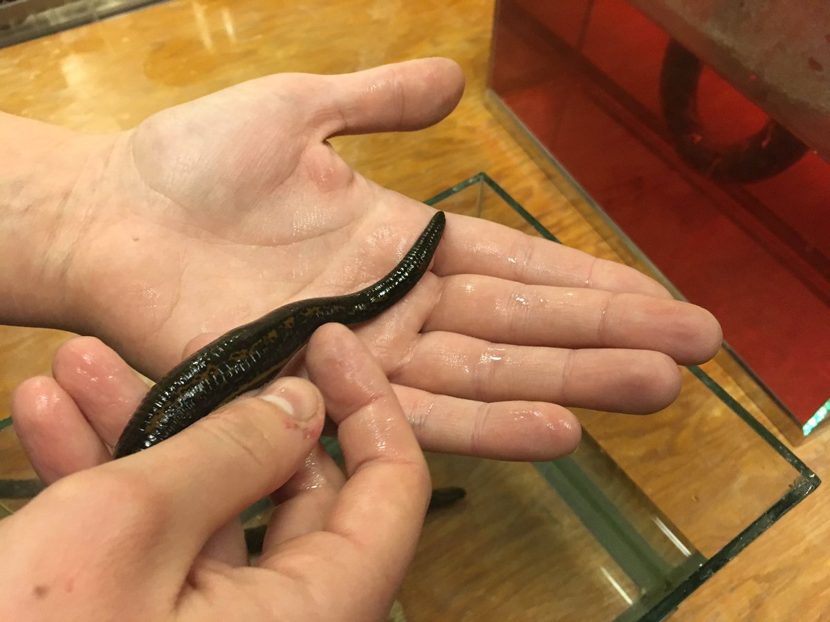 VincentLuk_'s tweet photo. Feeding 3 different species of leeches @ROMtoronto today! πβ€οΈ @sebastian_kvist @ROMBiodiversity #ROMinverts #blood #leeches #scicomm https://t.co/z63WCL4fNt