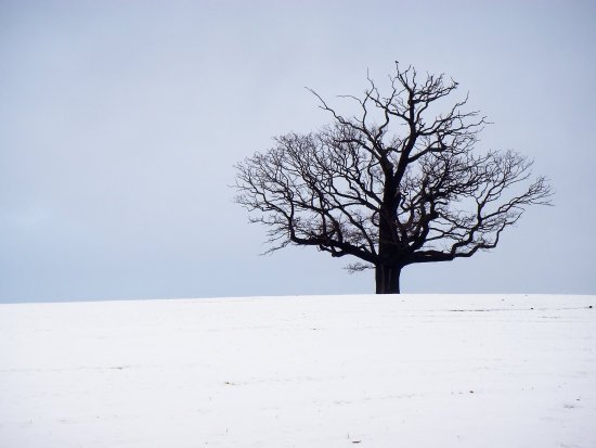 HolmLamp's tweet image. And when wind and winter harden /All the loveless land, / It will whisper of the garden, / You will understand–#OscarWilde #dkmusik #vinter