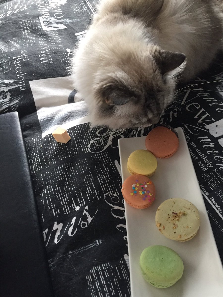 citymacaron's tweet photo. Sammi is thinking hmmm might have to try one #vanmac #treat #glutenfree #shop local #macaron #sweet #citymacaron https://t.co/Z9RjDFTpLt