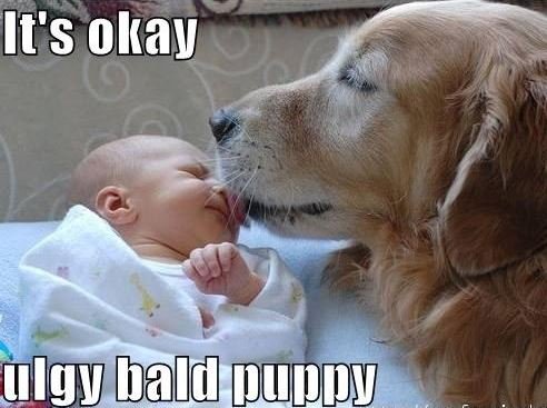 BaldGuyz's tweet image. #Dogs&amp;amp;Babies #Adorable #BaldHumor #Humor #BaldGuyz #DogAffection