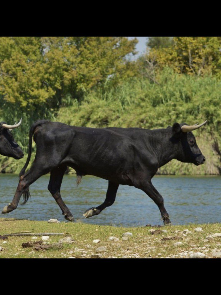Pdro_dc's tweet photo. Toro salvaje, a su libre albedrío, bajo custodia de la Generalitat; versus toro cuidado por ganadero de lidia https://t.co/AakhPmLeni