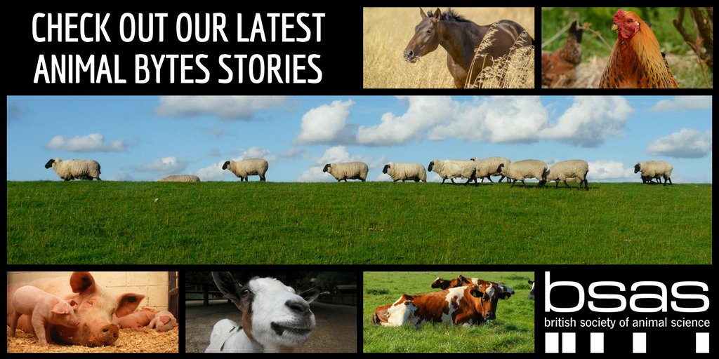 BSAS_org's tweet photo. Keep up to date with topical themes &amp; current research within the field of UK #animalscience with BSAS' #animalbytes
https://t.co/m9U2Vqx5Sa https://t.co/N9uqxreqEe