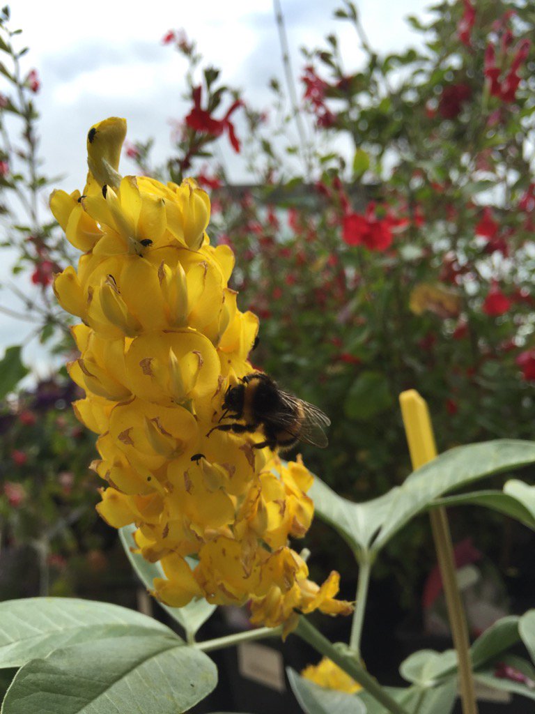 twigsnurseries's tweet photo. What you growing for the #bees this #Summer. https://t.co/BH05IzrnS5